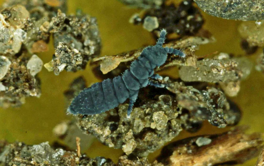 Ett litet djur på ett sandkorn. Mikroskopifoto.