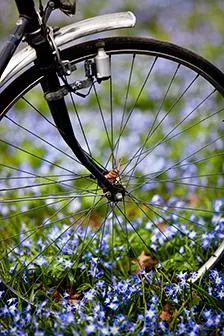 Ett cykelframhjul mittibland blå vårblommor. Foto.