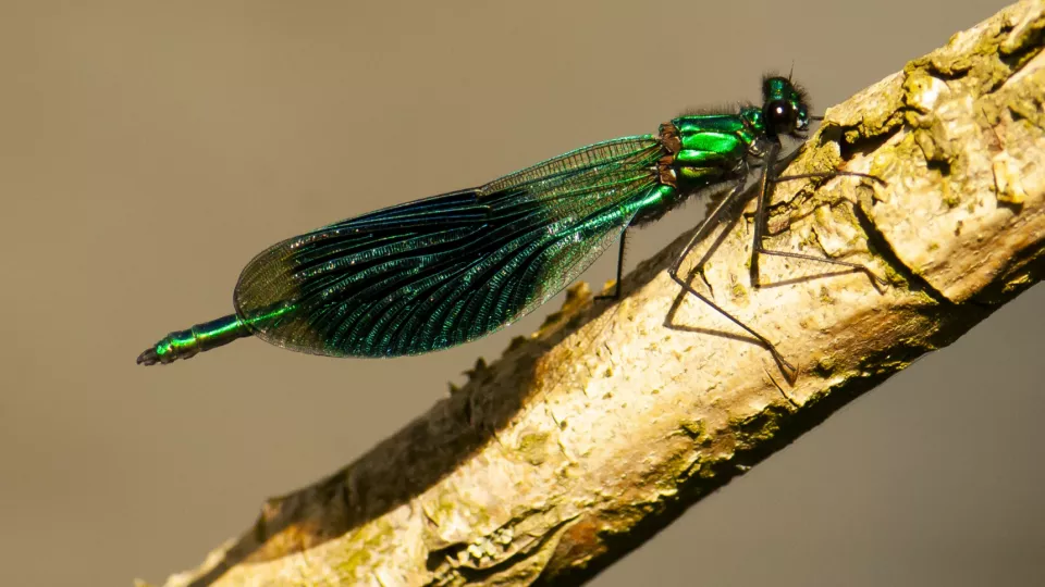 En insekt sitter på en trädstam. Foto.