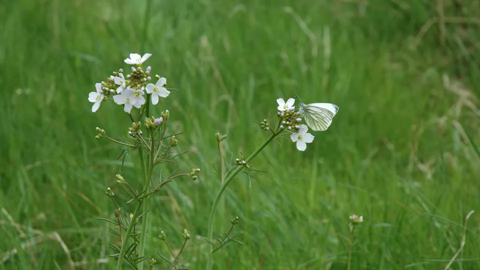 Gräs med vita blommor och en fjäril. Foto.