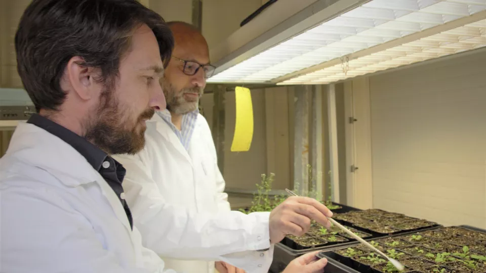 Två personer studerar växter i ett laboratorium. Foto.