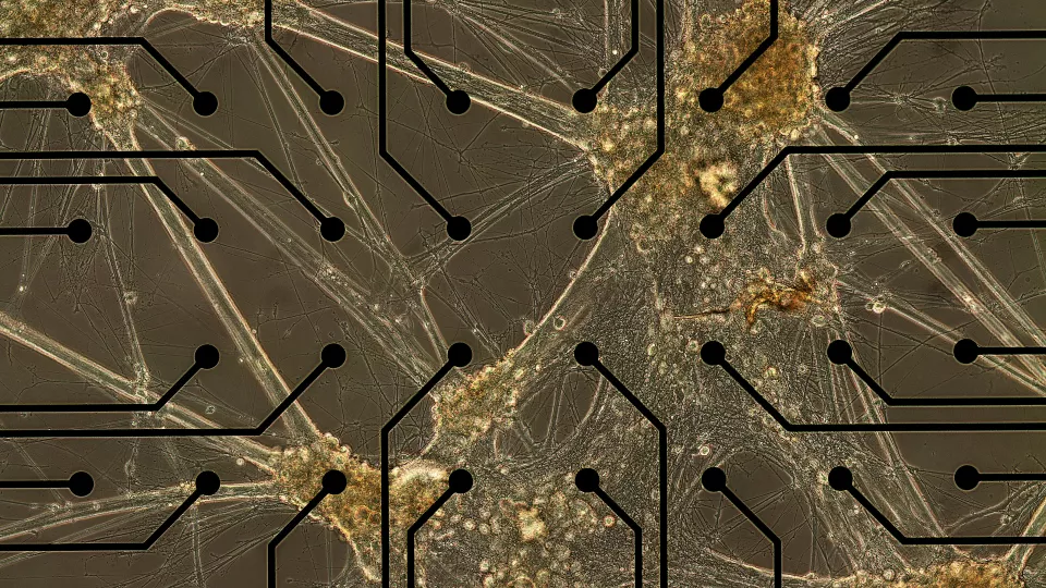 Bild på cellklumpar som odlats på elektroder. Illustration ovanpå foto