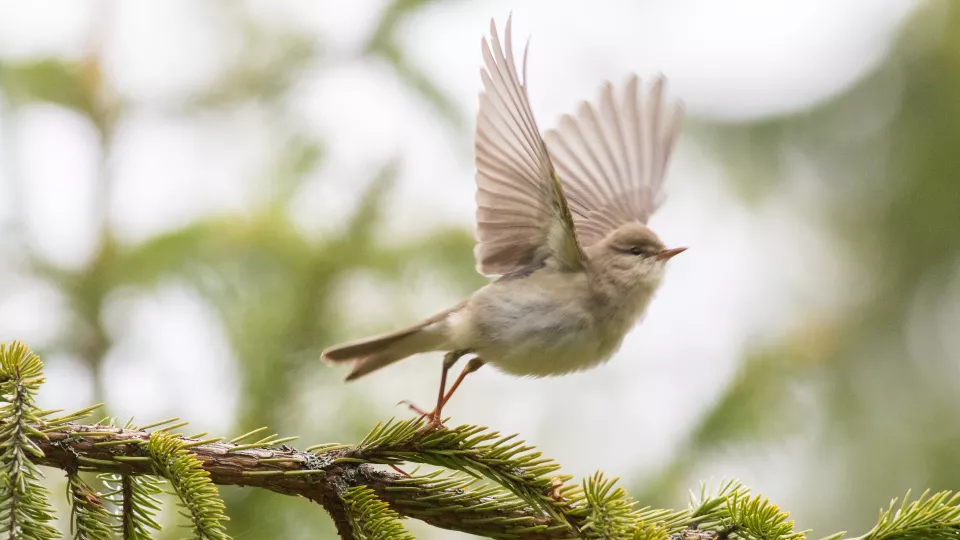En liten fågel som precis ska lyfta från en gren. Foto.