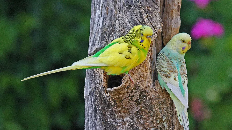 Två småfåglar sitter på en trädstam. Foto.