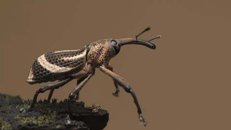 Insekt med synnerligen lång näsa kryper på organiskt material. Foto.