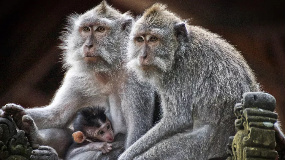 Två primater och en apunge. Foto.