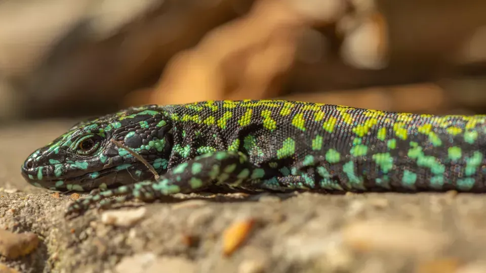 En ödla med gröna prickar på en sten. Foto.