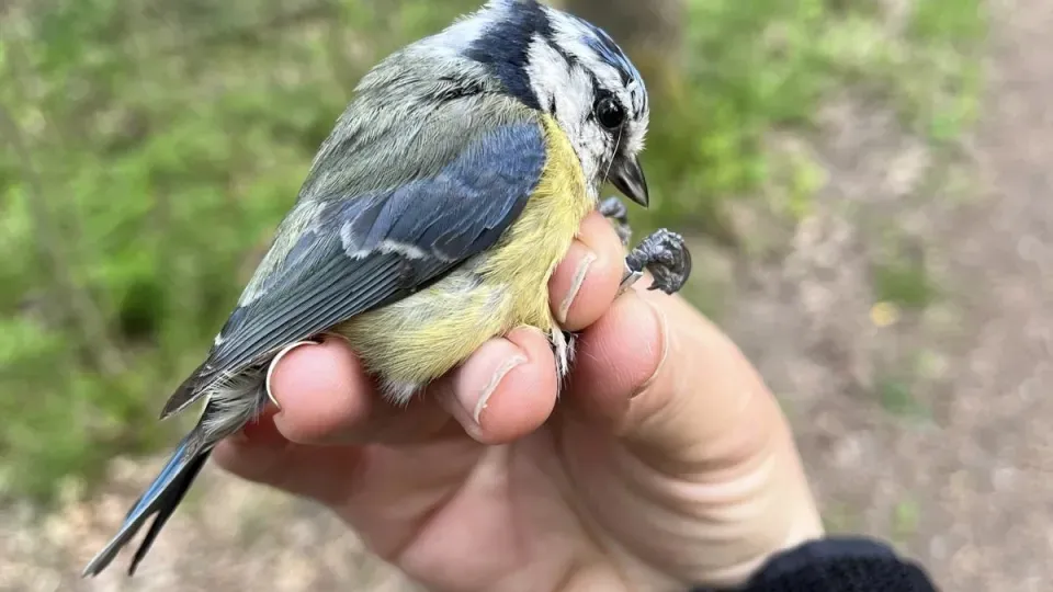 En hand som håller i en fågel. Foto.