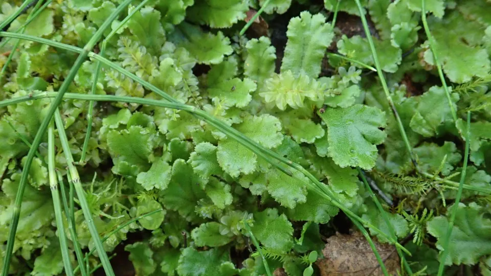 Närbild på en mossa. Foto.