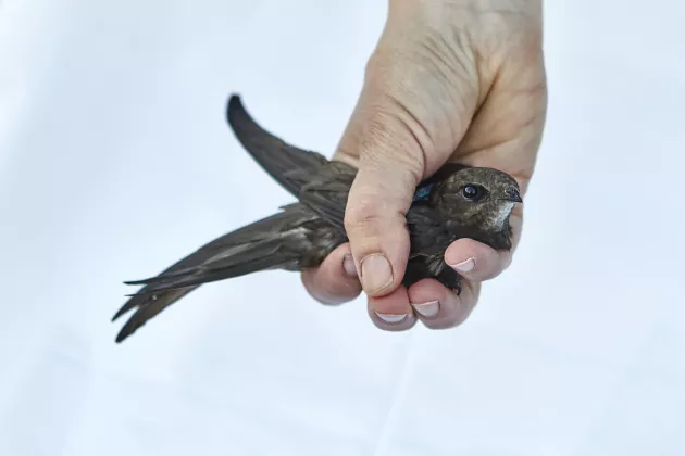 En hand håller en fågel. Foto.