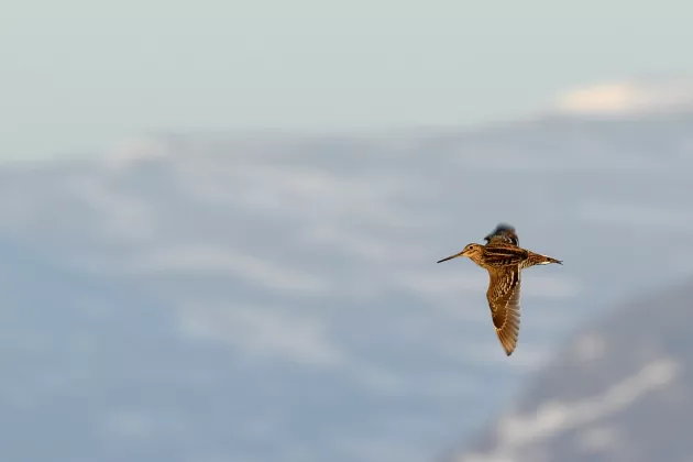 en fågel som flyger. I bakgrunden syns berg. Foto
