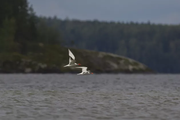 Två fåglar flyger över vatten. Foto.
