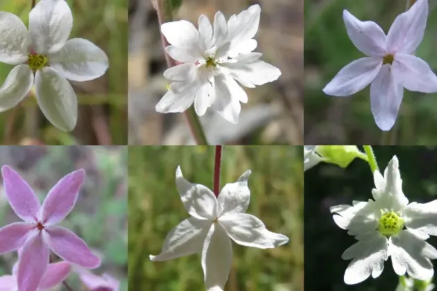 Bildkollage av olika blommor. Foto.