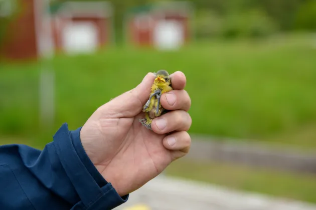 Blåsunge i människohand. Foto.