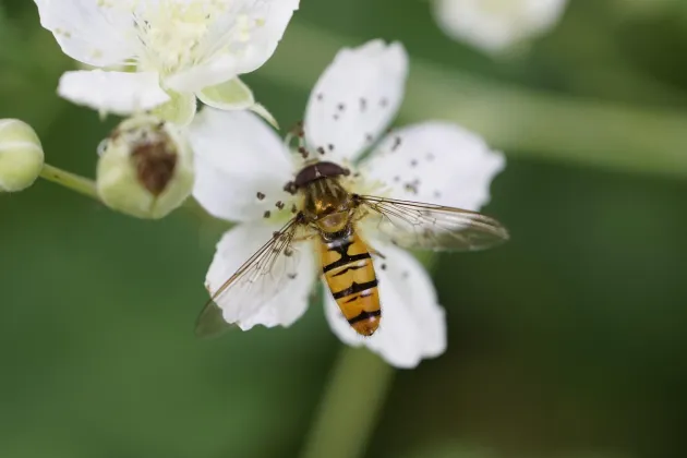 Blomfluga på en blomma. Foto.
