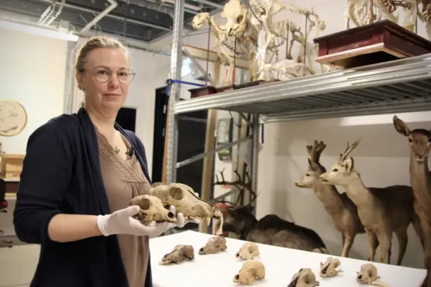 Maria Mostadius håller i ett hundkranium. Foto.