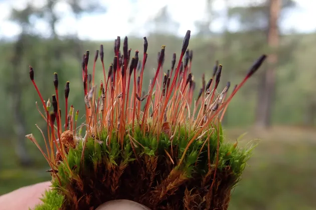 Mossporer i närbild. Foto.