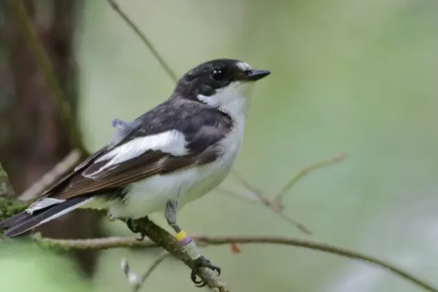 En fågel med en liten sändare på ryggen. Foto.