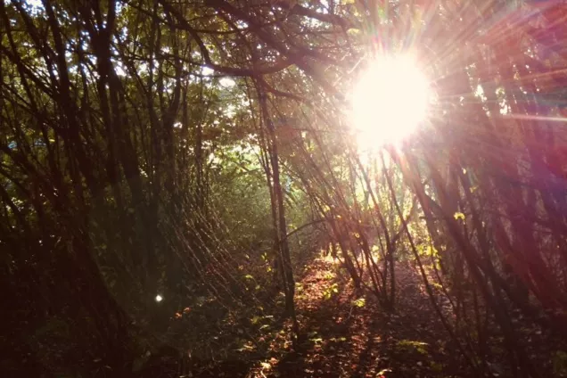 Sol som lyser i en skog. Foto.