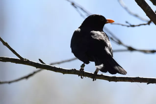 En ringmärkt fågel med antenn sitter på en gren. Foto.