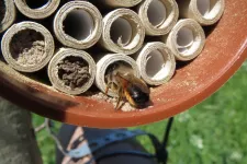 Ett bi vid en boplats. Foto.