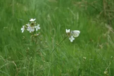 Gräs med vita blommor och en fjäril. Foto.