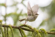 En liten fågel som precis ska lyfta från en gren. Foto.