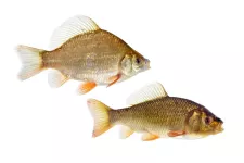 Två exemplar av fiskarten ruda.Foto