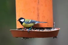 Liten fågel letar mat på ett foderbord. Foto.
