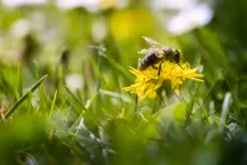 Ett bi sitter på en maskros. Foto.