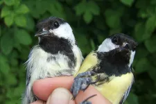 Två småfåglar i en hand