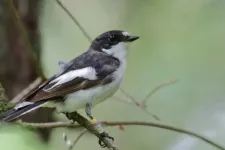 En fågel med en liten sändare på ryggen. Foto.