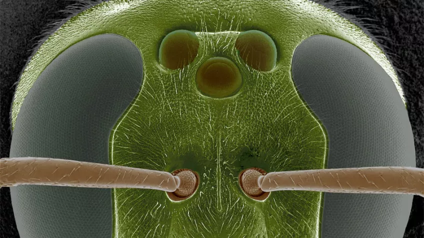 Närbild av ett insektshuvud. Foto.