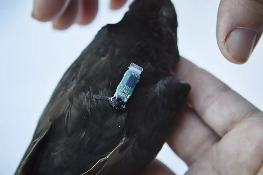 En hand håller en fågel med ett datachip på ryggen. Foto.