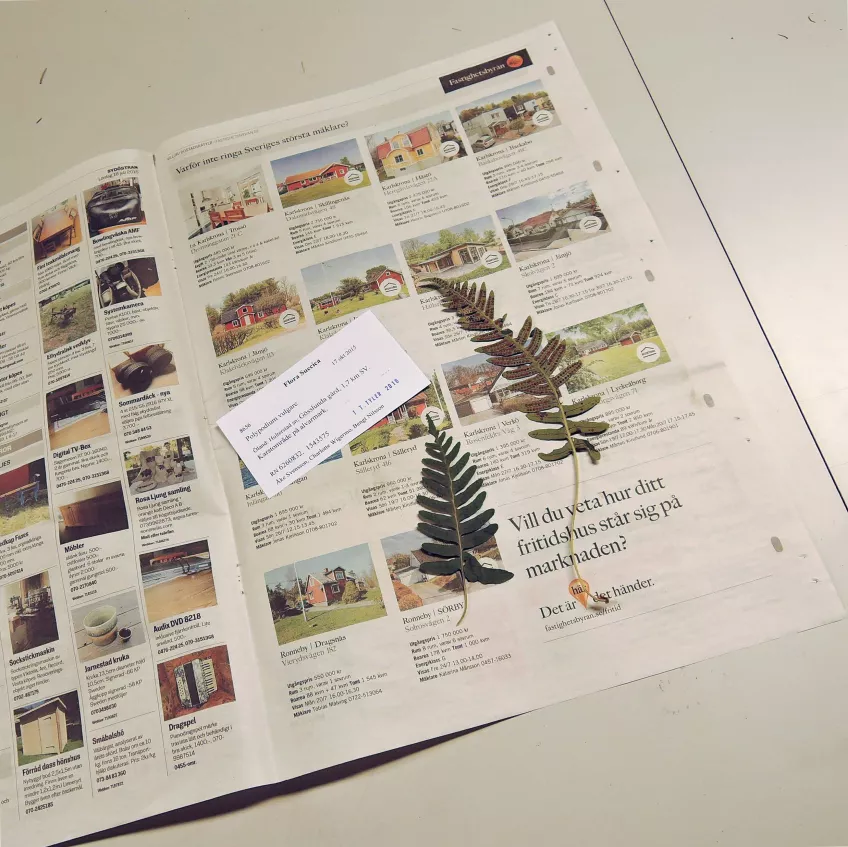 En pressad växt och en etikett ligger på en tidning. Foto.