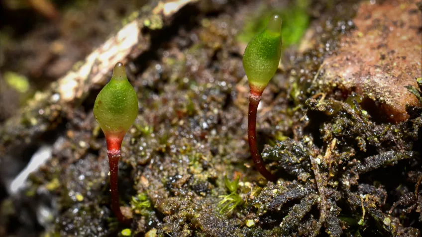Två små röda stjälkar med gröna ovala blåsor på sticker upp ur jorden. Foto.