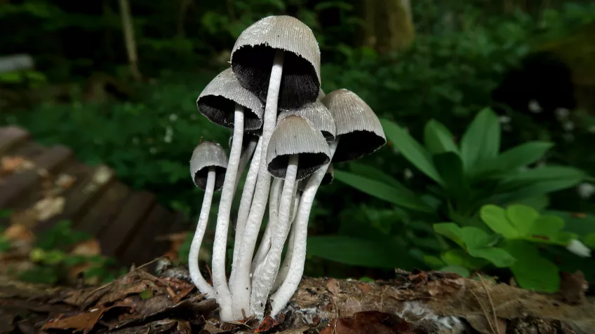 Närbild på en klunga med ljusgrå svampar. Foto.
