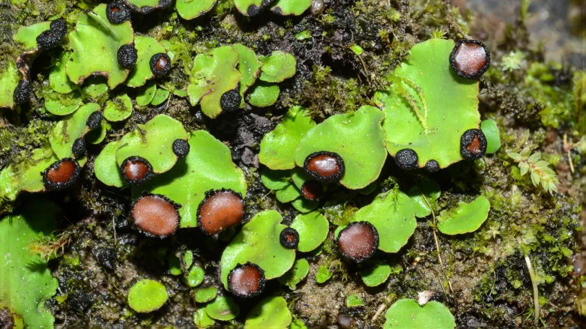 Gröna bladliknande strukturer med runda bruna utväxter. Foto.