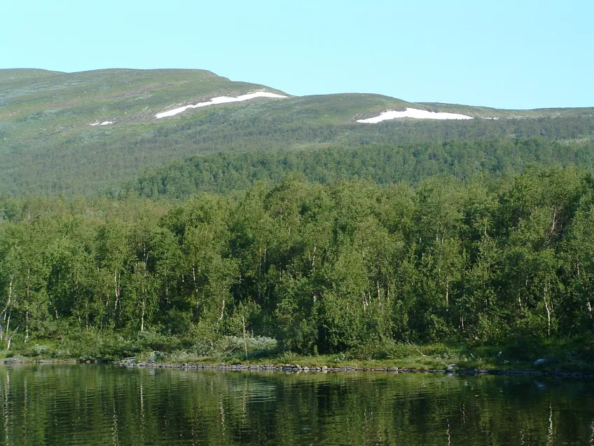 Fjäll med fjällbjörkskog nedanför. Foto.