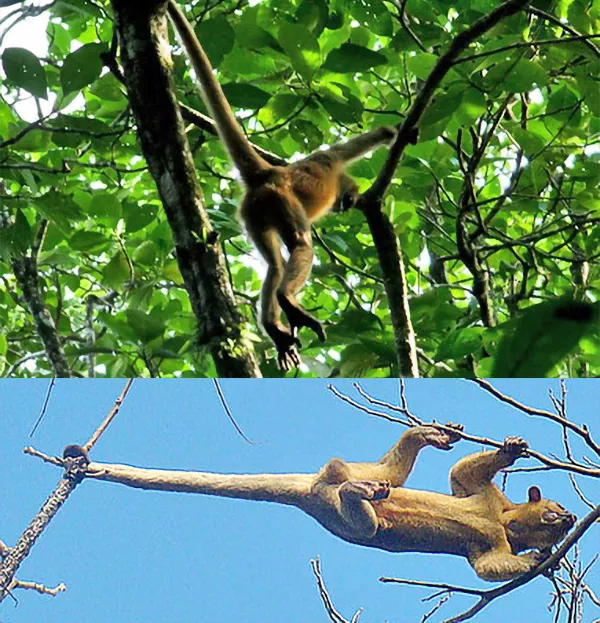 En apa i ett träd och en veckelbjörn mellan två grenar. Fotokollage.