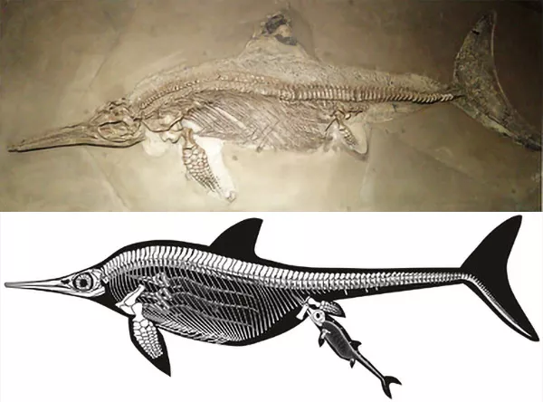 En fossil fisködla och en illustration av en fisködla med unge. Kollage.