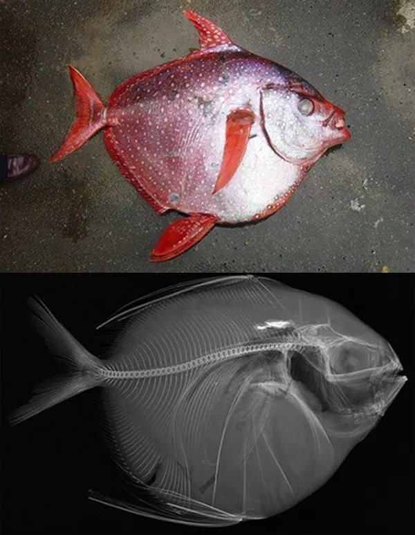 En död fisk liggande på marken och en röntgenbild av samma fisk. Fotokollage.