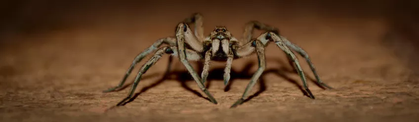 Närbild på en spindel sedd framifrån. Foto.