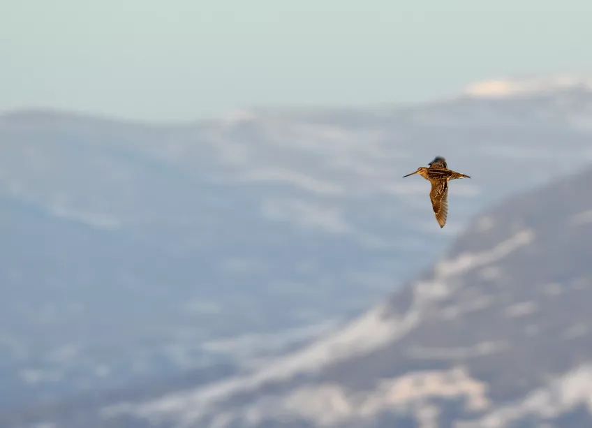 Ensam fågel flyger högt ovanför bergigt landskap. Foto.