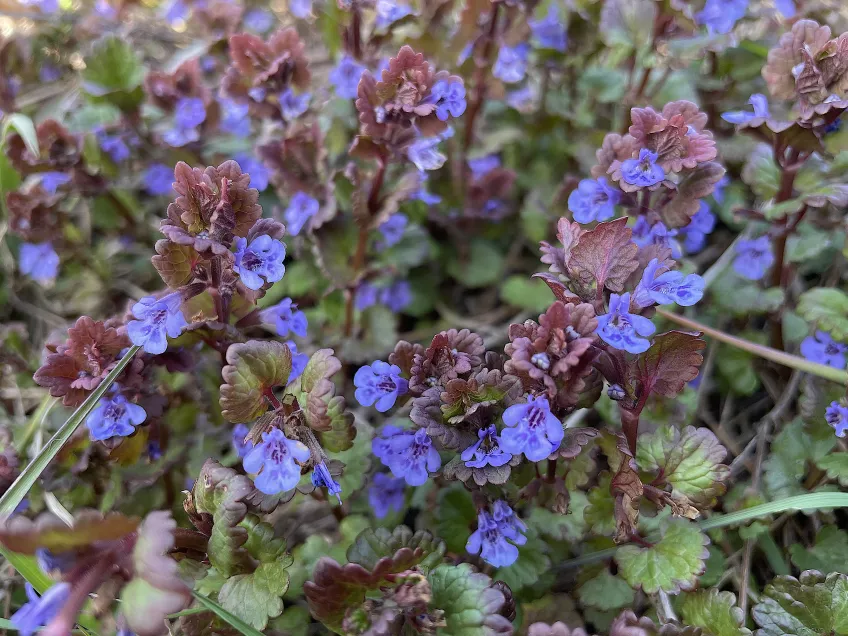 Flera blå blommor. Foto.