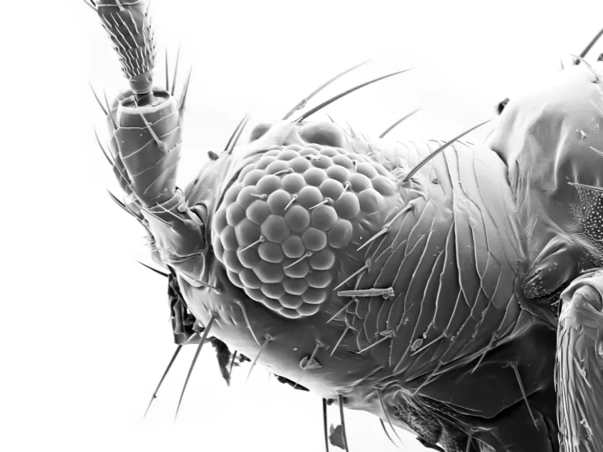 Närbild på ett insektshuvud. Foto.