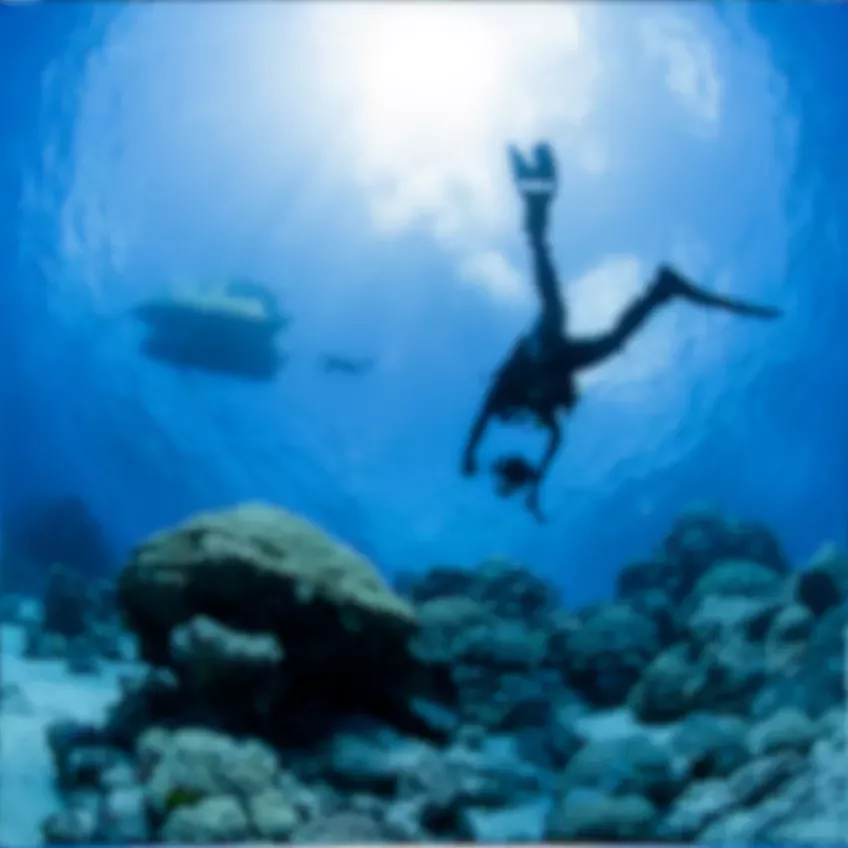 Suddig undervattensbild där en dykare och bottenstenar syns. Foto.
