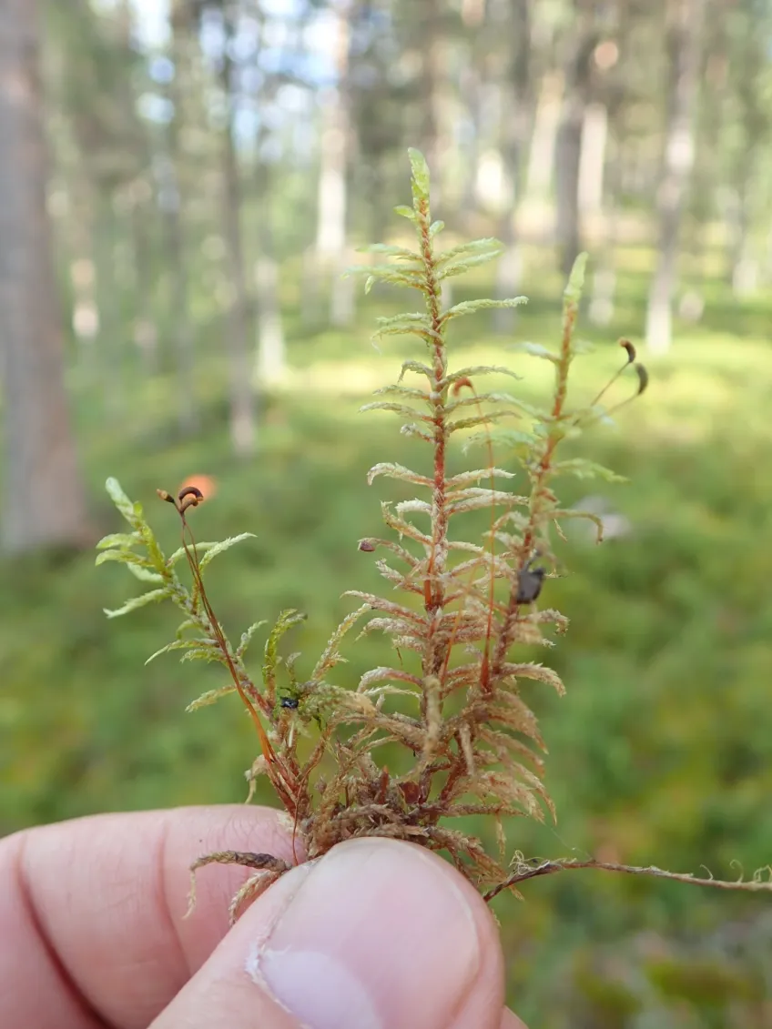 Närbild på en hand som håller i en mossa. Foto.