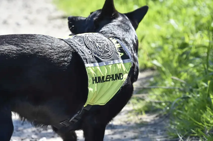En hund med ett täcke där det står humlehund. Foto.